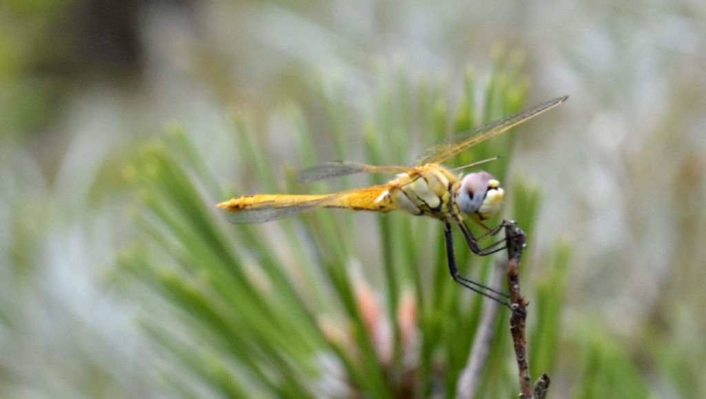 Libellula id.